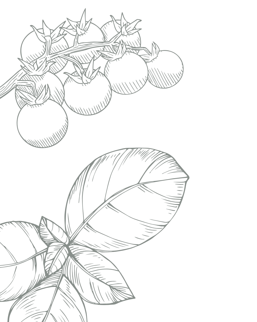 Line drawing of a tomato plant with a vine, round tomatoes, and large leaves.